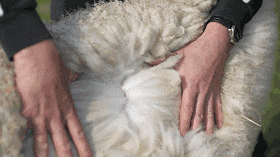 13.gif